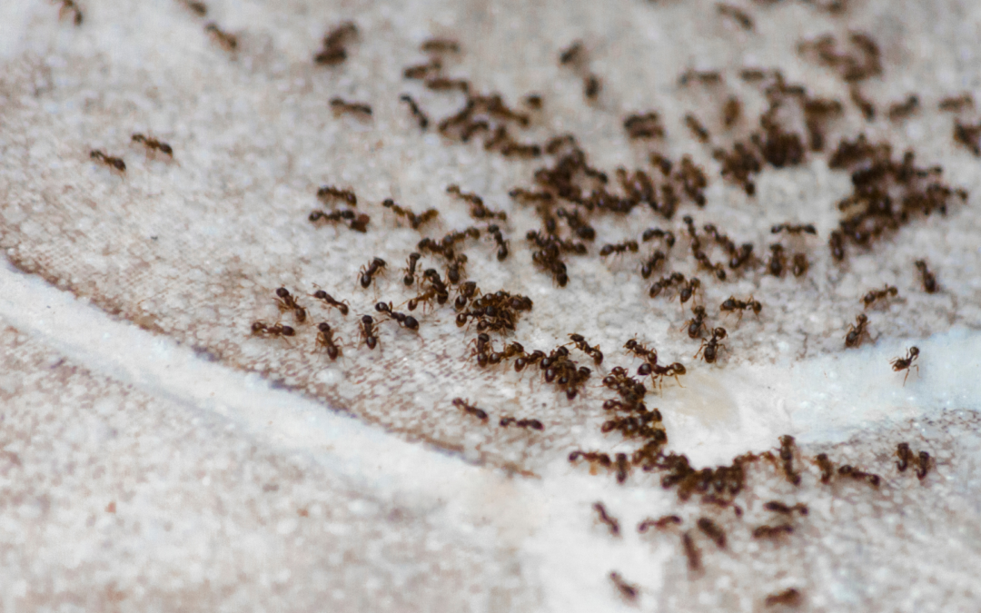 When Should I Call an Exterminator for Ants?