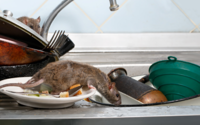 Will Mice Leave On Their Own?