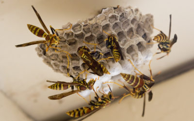 What Pests Are Most Common in Reno, Nevada?