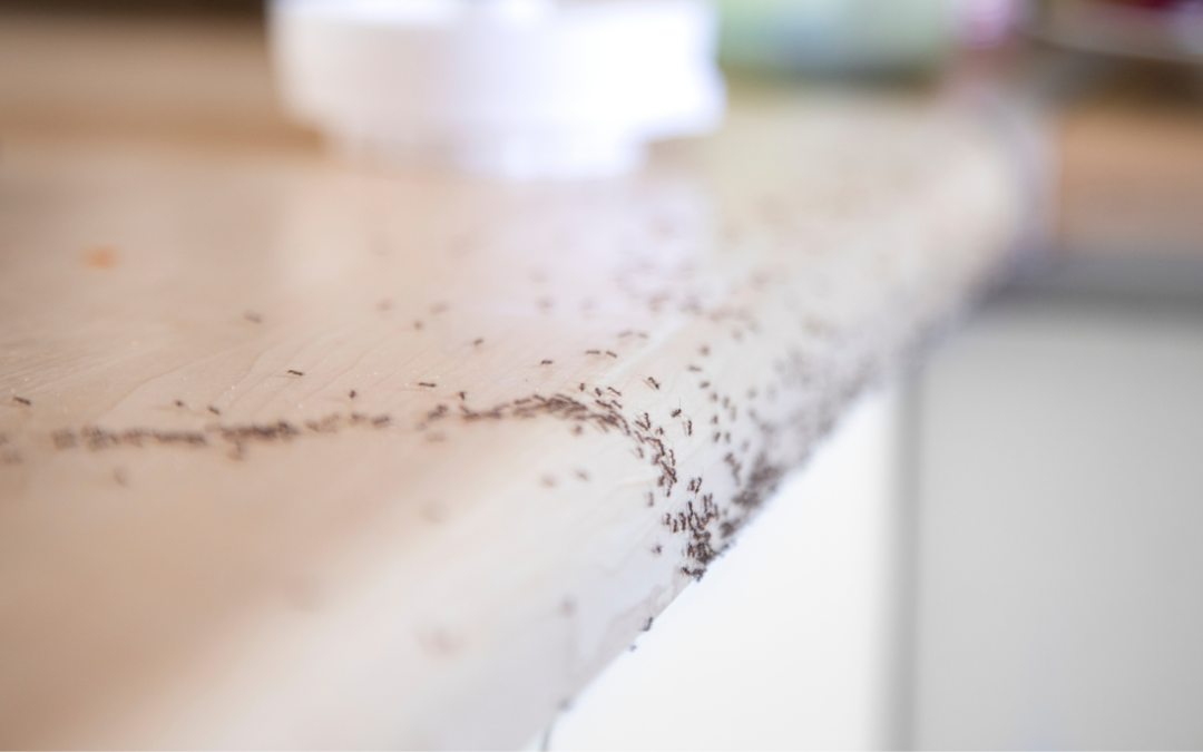 Why Ants Keep Coming Back After You Spray and How to Stop Them for Good