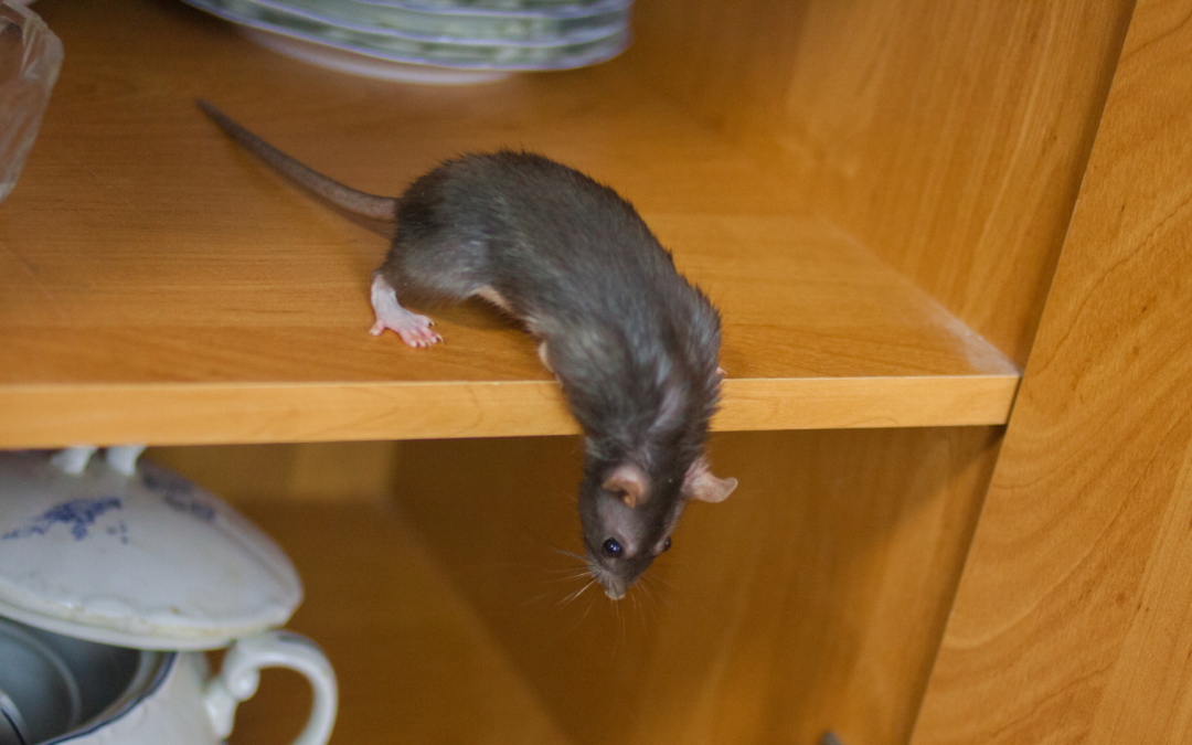 How Do Mice and Rats Get Into My House?