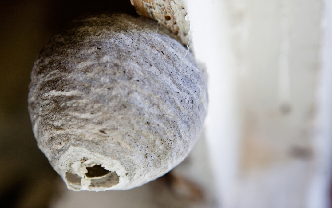 Should I Remove a Wasp Nest Myself?