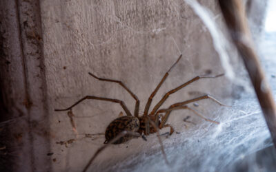 What Should I Do If I Find a Black Widow in my Home?