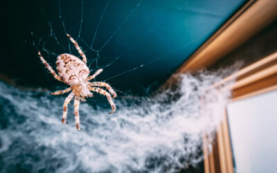 Why Are There So Many Spiders Around My Home?