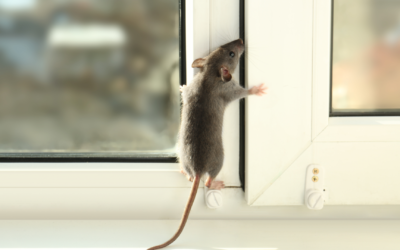 Are Mice a Sign of a Dirty House?