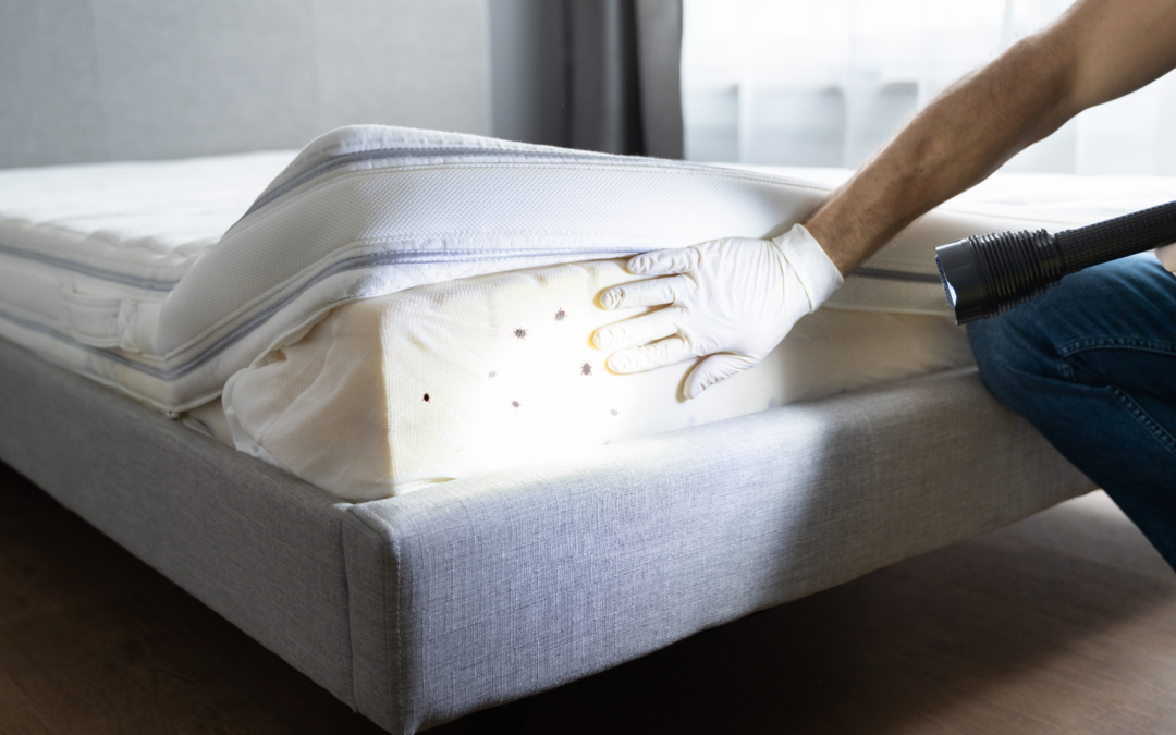 Where Do Bed Bugs Come From