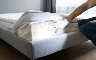 Where Do Bed Bugs Come From