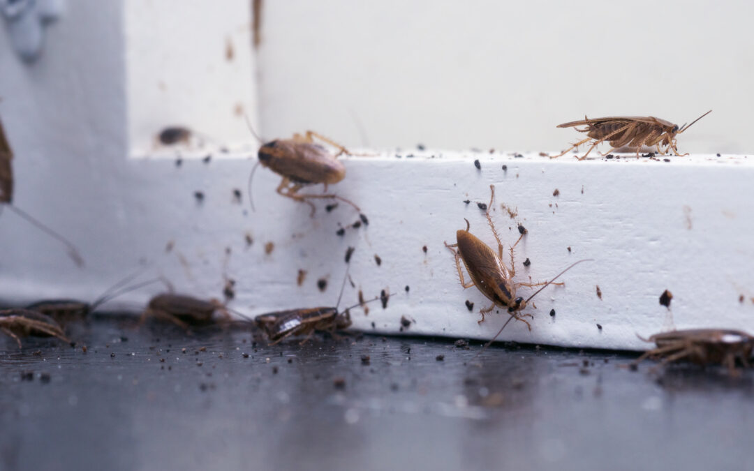 How Pest Infestations Can Shut Down a Business and What Every Owner Should Know