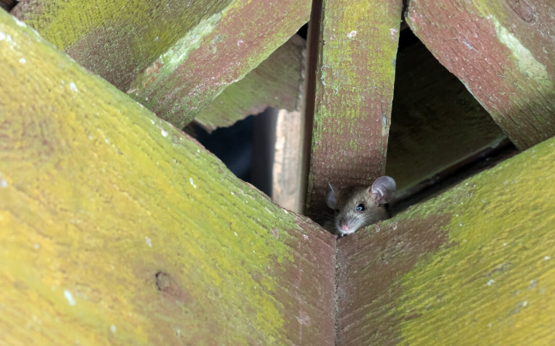 Do Ultrasonic Rodent Repellers Actually Work to Keep Mice and Rats Away?