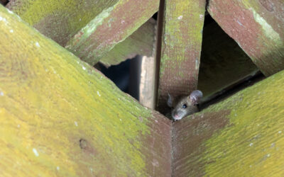 Do Ultrasonic Rodent Repellers Actually Work to Keep Mice and Rats Away?