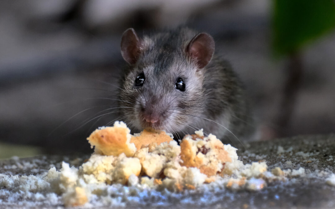 What Health Risks Rodents Pose to Your Family and How to Protect Your Home?