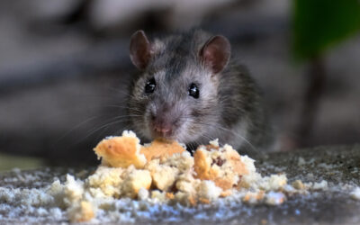 What Health Risks Rodents Pose to Your Family and How to Protect Your Home?