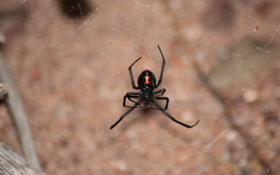Where Do Black Widow Spiders Like to Hide?